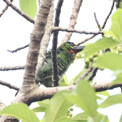 Psilopogon mystacophanos