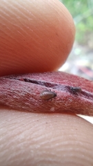 Periphyllus testudinaceus