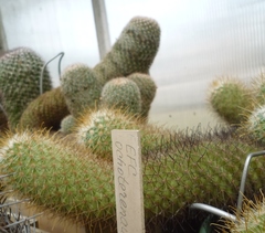 Echinofossulocactus ochoterenaus