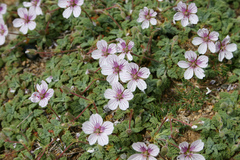 Erodium celtibericum