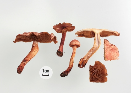 Cortinarius bolaris