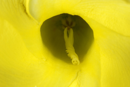 Pentalinon luteum
