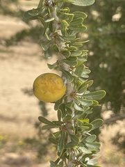 Argania spinosa