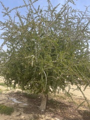 Argania spinosa