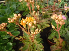 Kalanchoe laciniata