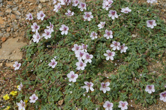 Erodium celtibericum