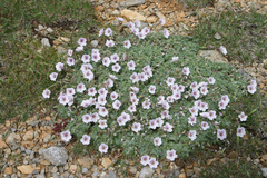 Erodium celtibericum