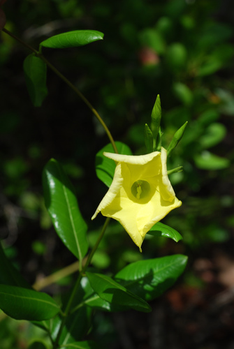 Pentalinon luteum