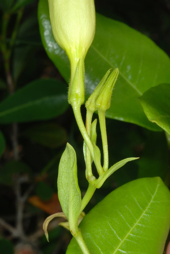 Pentalinon luteum