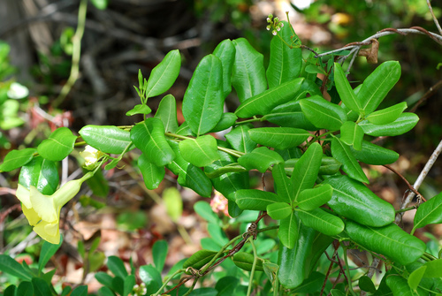 Pentalinon luteum
