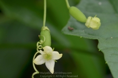 Zehneria japonica