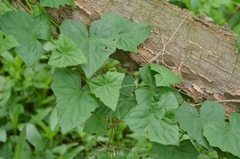 Zehneria japonica
