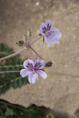 Erodium aguilellae