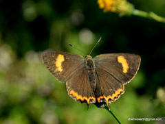 Heliophorus