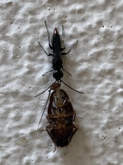 Dolichurus basuto