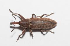 Lixus punctiventris