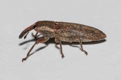 Lixus punctiventris