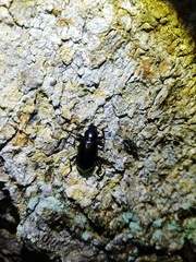 Derosphaerus exularis