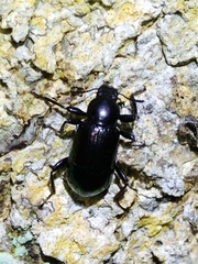 Derosphaerus exularis