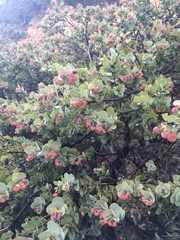 Arctostaphylos luciana