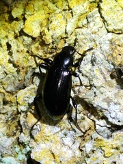 Derosphaerus exularis