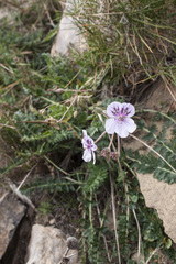 Erodium aguilellae
