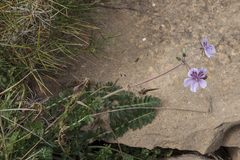 Erodium aguilellae