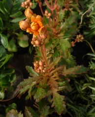 Kalanchoe laciniata
