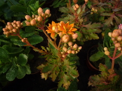 Kalanchoe laciniata