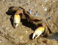 Macrophthalmus