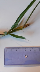 Paspalum notatum