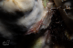 Stylocheilus polyomma