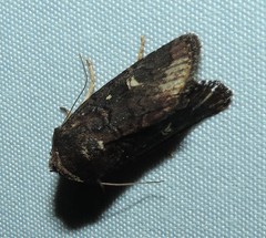 Proteuxoa hydraecioides