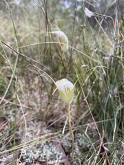 Pterostylis reflexa