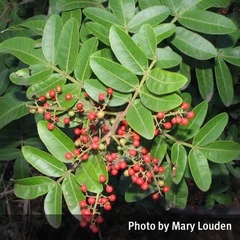 Schinus terebinthifolia terebinthifolia