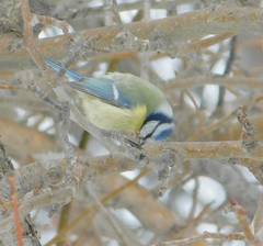Cyanistes caeruleus