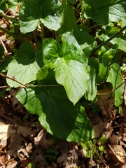 Arum maculatum
