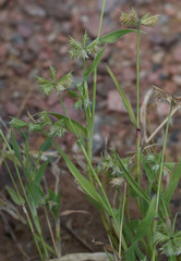 Dactyloctenium radulans