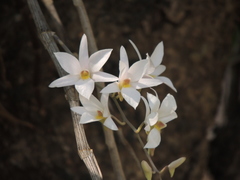 Dendrobium barbatulum