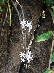 Dendrobium barbatulum