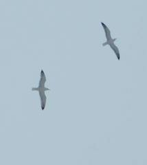 Larus