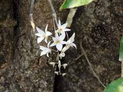 Dendrobium barbatulum