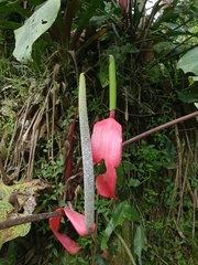 Anthurium sanguineum