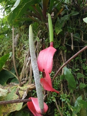 Anthurium sanguineum