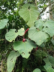 Anthurium sanguineum