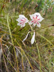 Gladiolus engysiphon