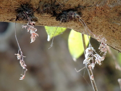 Dendrobium turbinatum