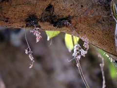 Dendrobium turbinatum
