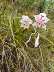 Gladiolus engysiphon