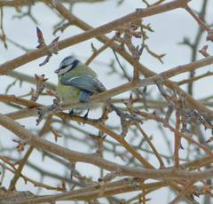 Cyanistes caeruleus
